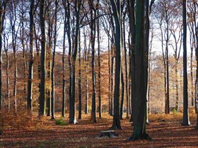 Utrechtse Heuvelrug - mooiste routes - wandel.jpg