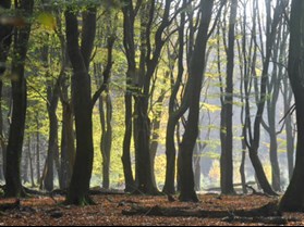 Dansende bomen.jpg